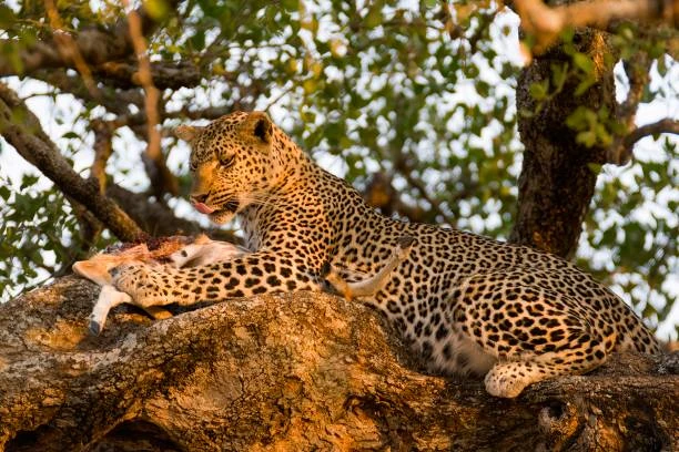 2-Day Budget Honeymoon Safari – Manyara & Ngorongoro