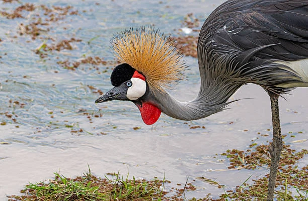 2-Day Budget Group Safari – Manyara & Ngorongoro
