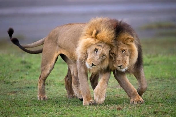 2-Day Budget Road Safari – Manyara & Ngorongoro