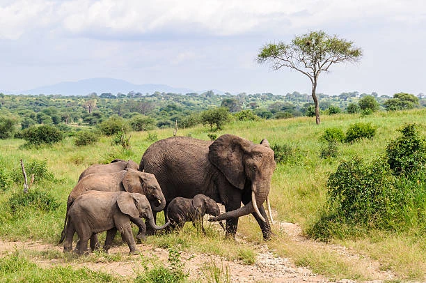 2-Day Budget Photo Safari – Manyara & Ngorongoro
