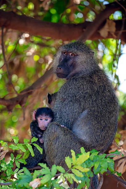 2-Day Budget Birding Safari – Manyara & Ngorongoro