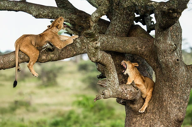 2-Day Budget Family Safari – Manyara & Ngorongoro