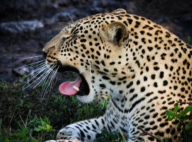 2-Day Budget  Friend For Family Safari – Manyara & Ngorongoro