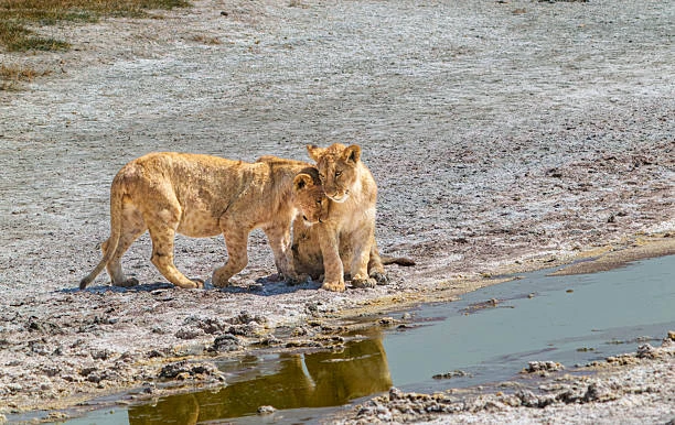 2-Day Budget Big Five Safari – Tarangire & Lake Manyara