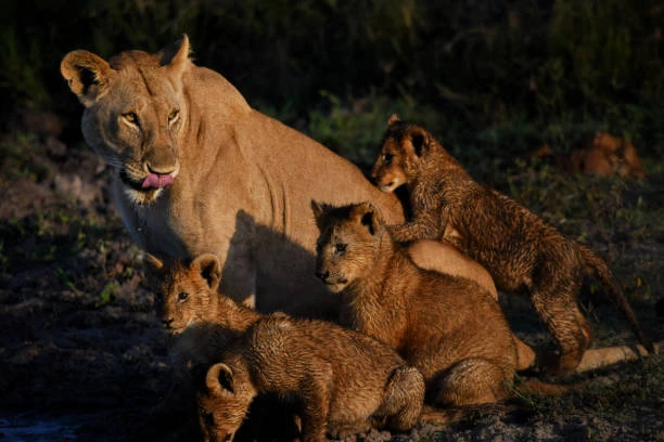 2-Day Budget Senior Safari – Tarangire & Lake Manyara